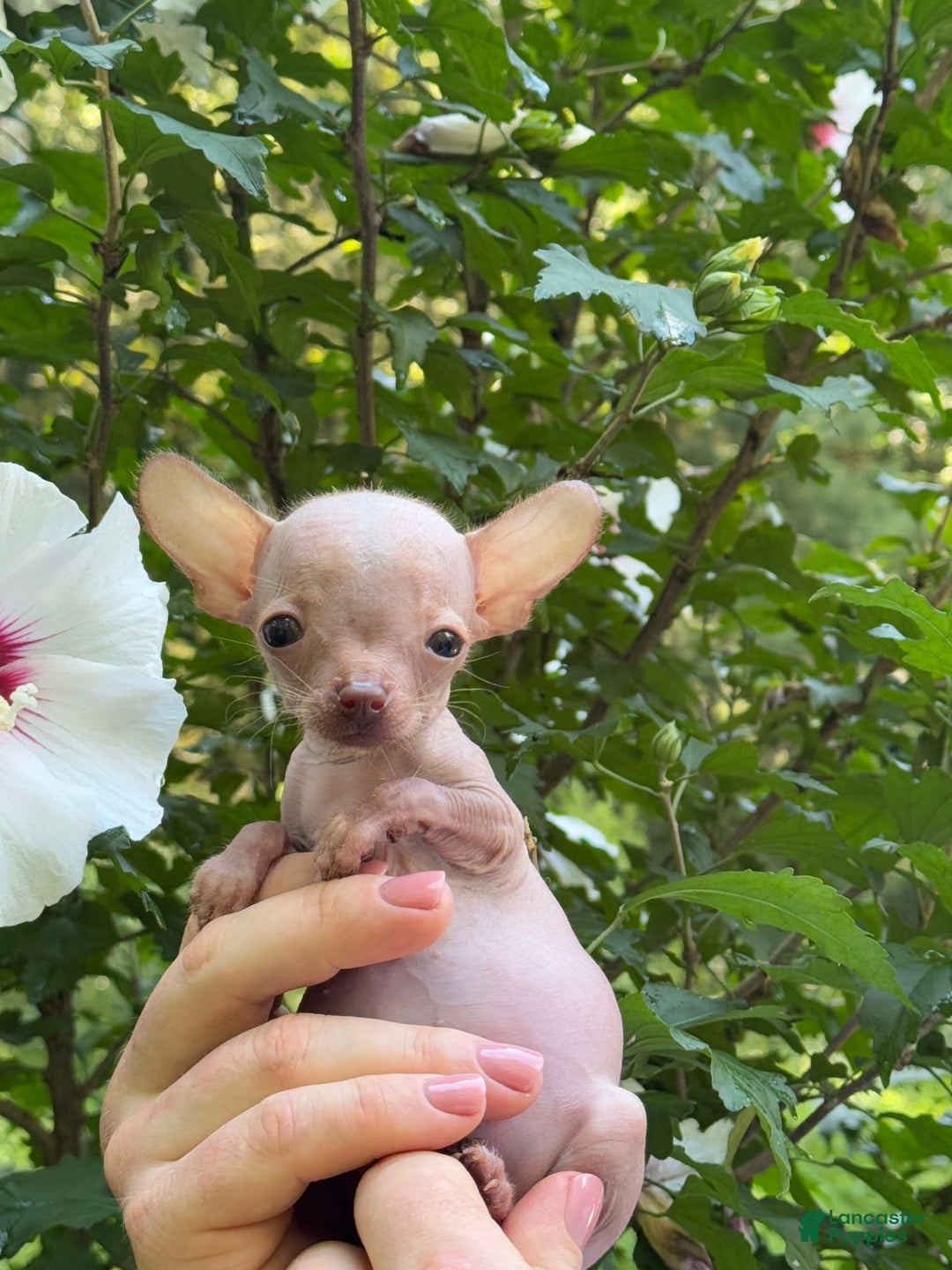 Chihuahua dogs for sale: Trumpette - Image 2
