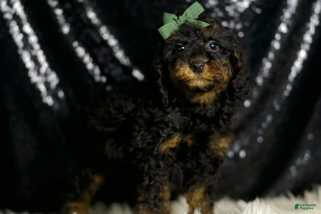 Miniature Poodle dogs for sale: Zues - Image 5