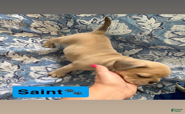 American Bully dogs for sale - Ad 5