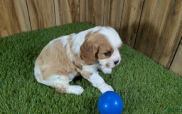 Cavalier King Charles Spaniel dogs for sale: Lucy Boy 1 - Image 1