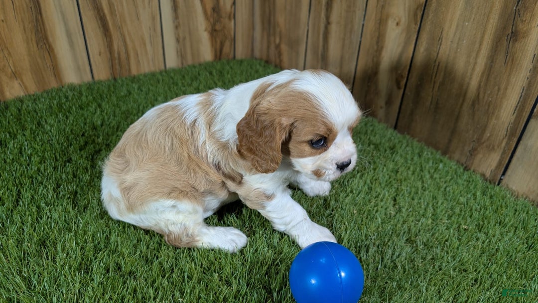 Cavalier King Charles Spaniel dogs for sale: Lucy Boy 1 - Image 1