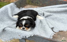 Cavalier King Charles Spaniel dogs for sale: Conny - Image 9