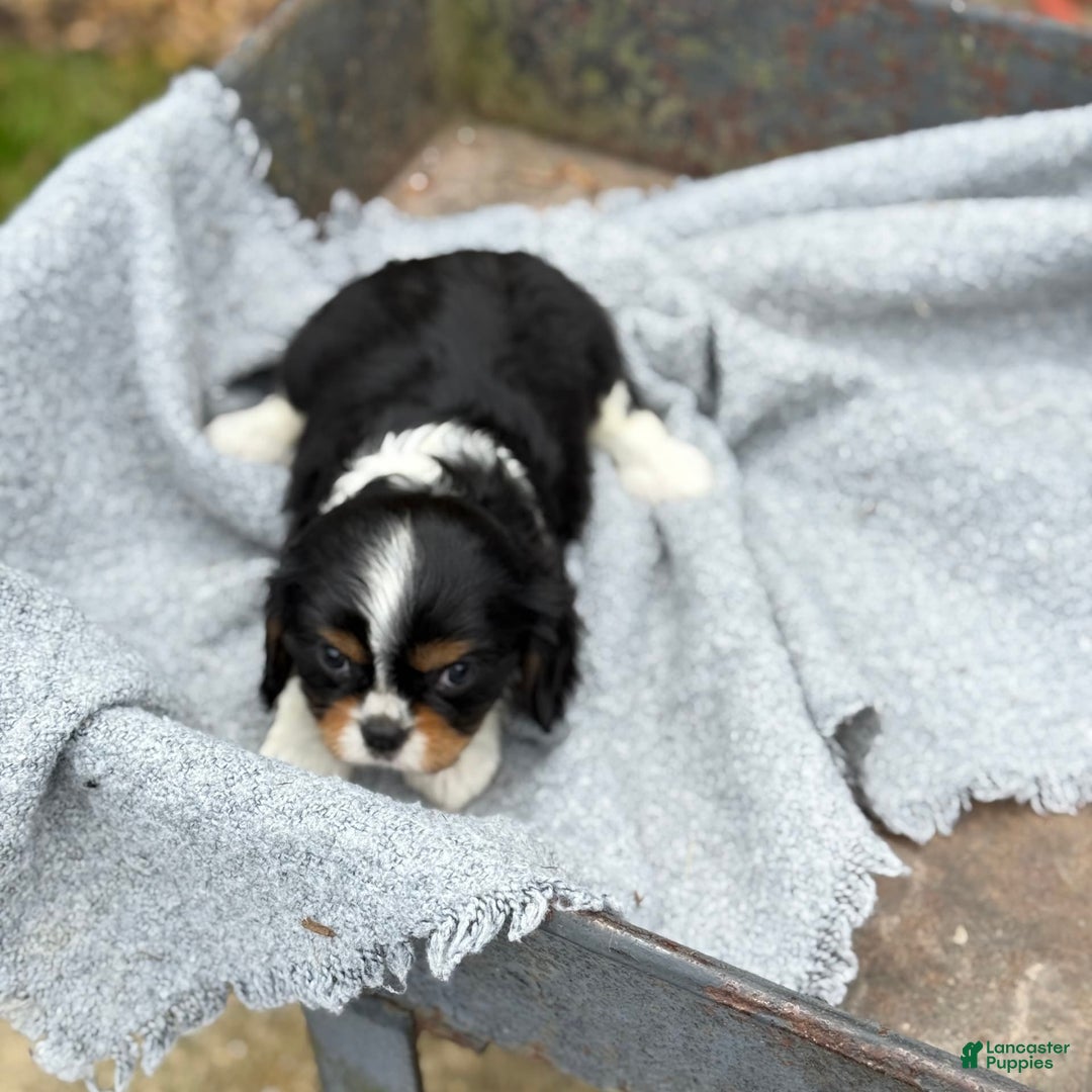 Cavalier King Charles Spaniel dogs for sale: Conny - Image 9