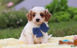 Cavapoo dogs for sale: Ollie - Image 3