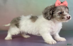 Toy Poodle dogs for sale: Precious Dna Clear - Image 6