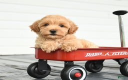 Maltipoo dogs for sale: Riley - Image 5