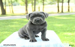 Cane Corso dogs for sale: Sparrow - Image 1