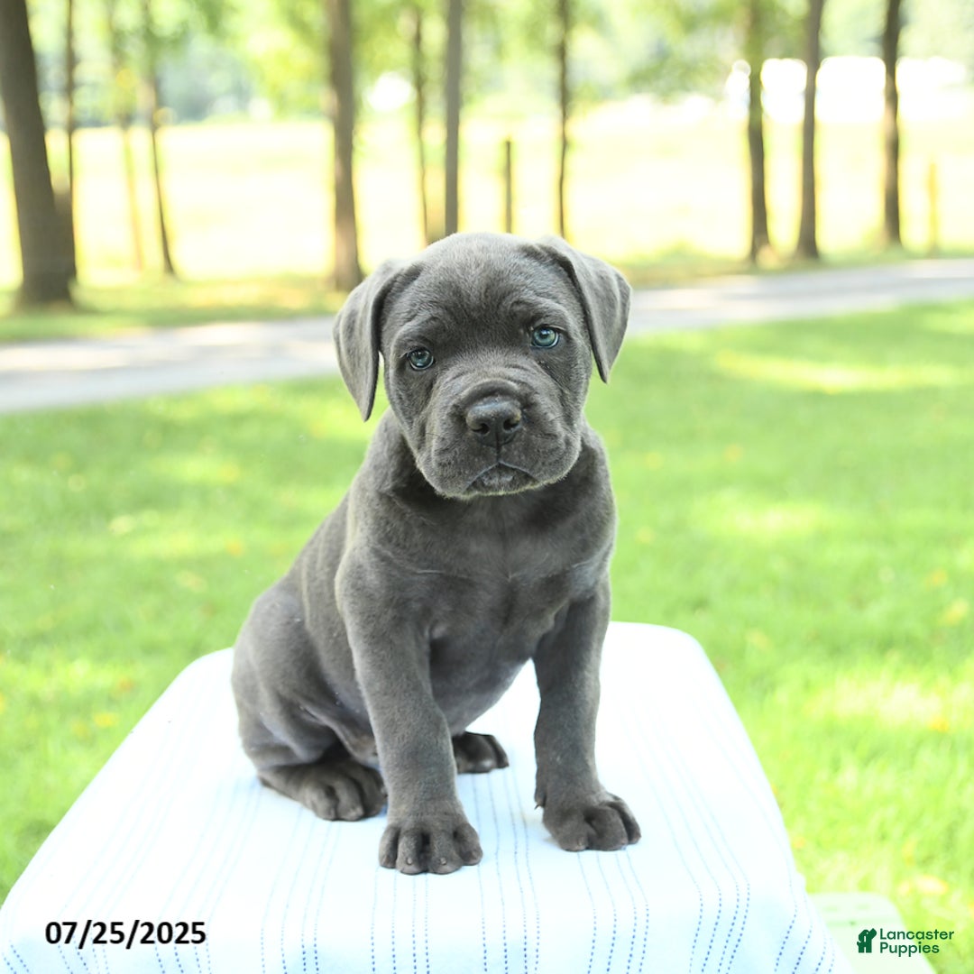 Cane Corso dogs for sale: Sparrow - Image 1