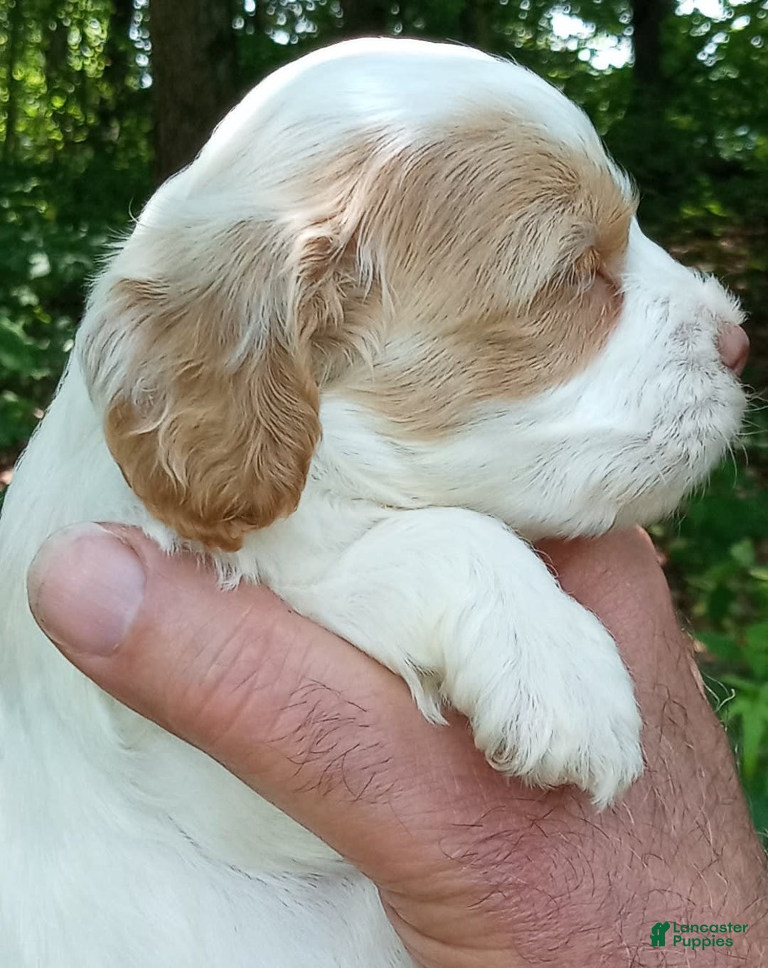 Portuguese Water Dog dogs for sale: Pearlie May - Image 3
