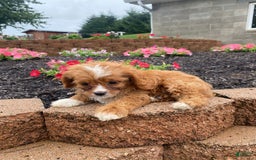 Cavapoo dogs for sale: Walter - Image 7