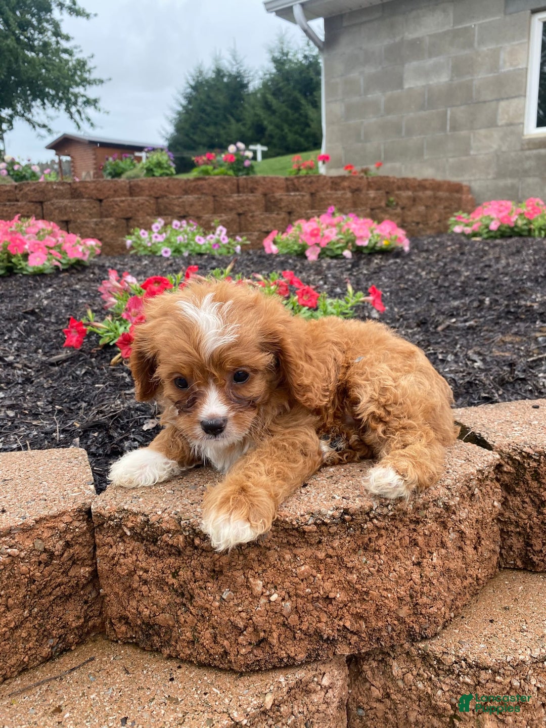 Cavapoo dogs for sale: Walter - Image 7