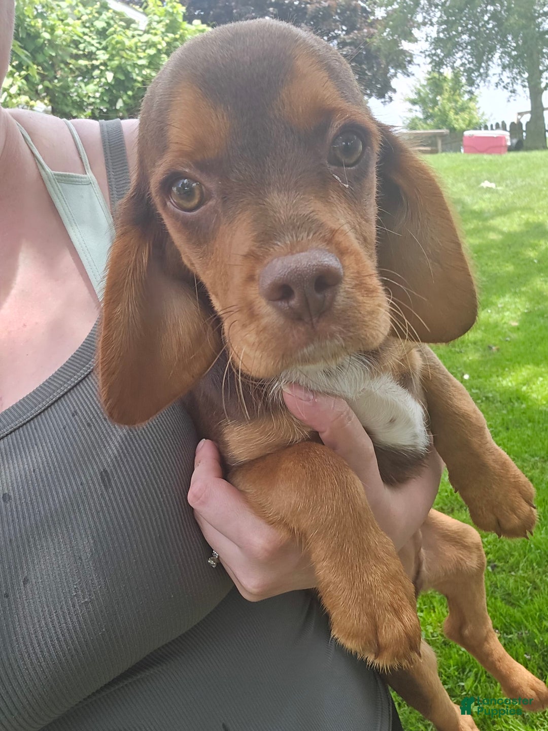 Beaglier dogs for sale: Wrangler - Image 2