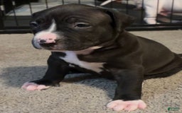 American Bully dogs for sale: Knight - Image 8