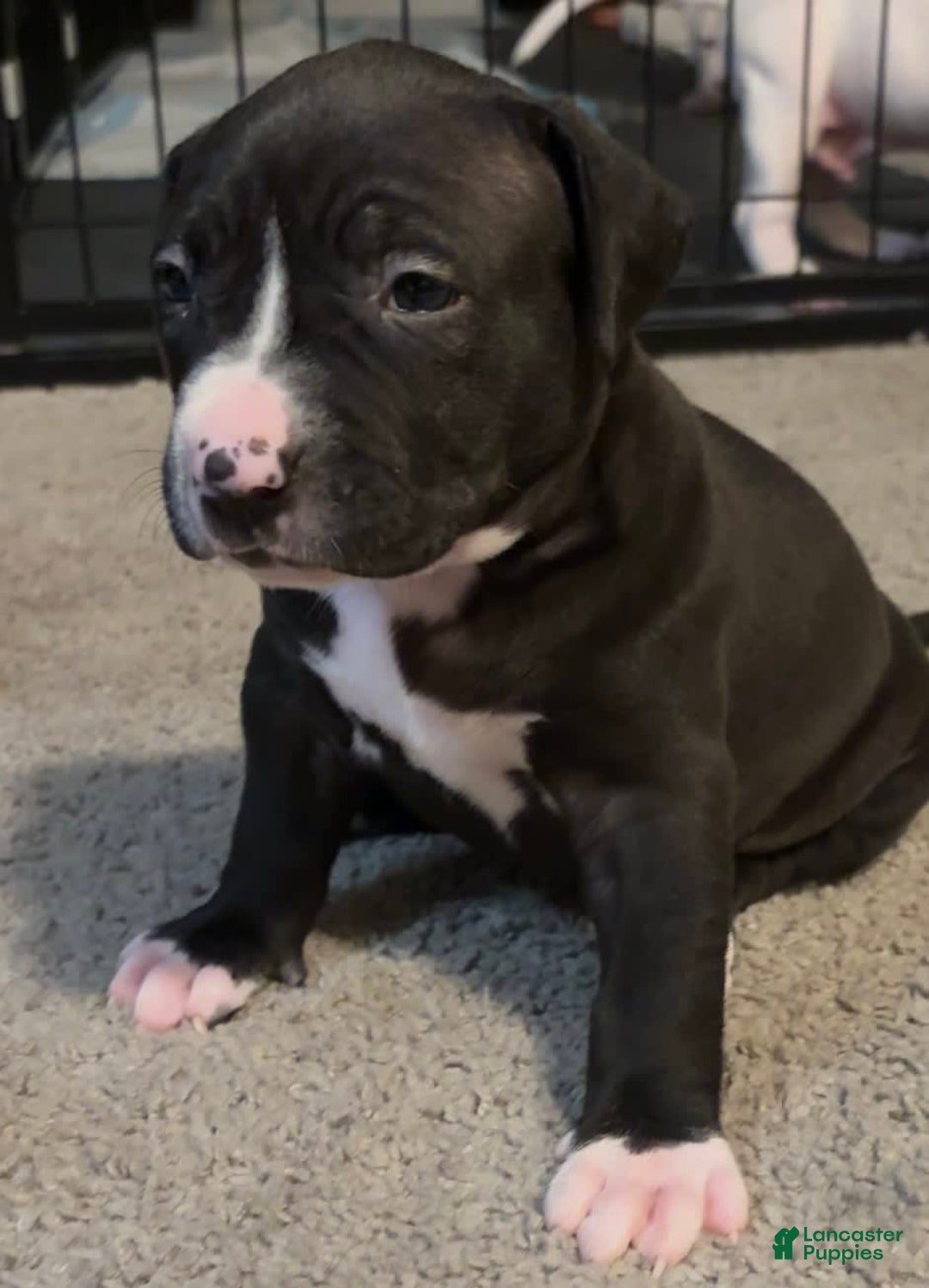 American Bully dogs for sale: Knight - Image 8
