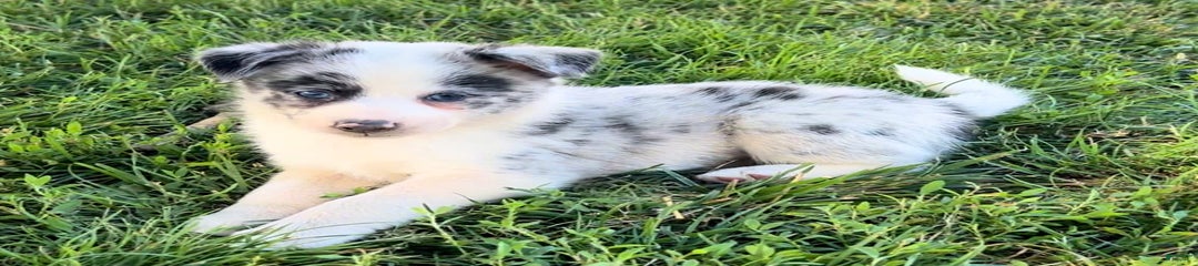 Spunky