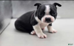 Boston Terrier dogs for sale: Buster - Image 1