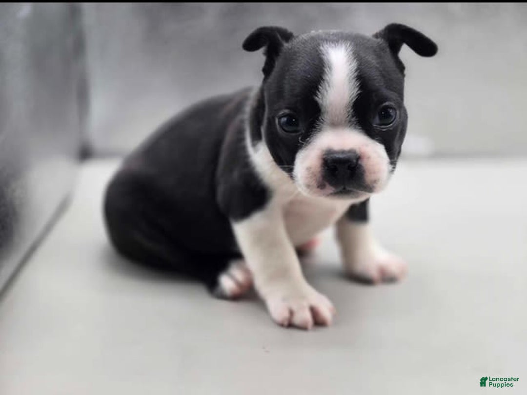 Boston Terrier dogs for sale: Buster - Image 1