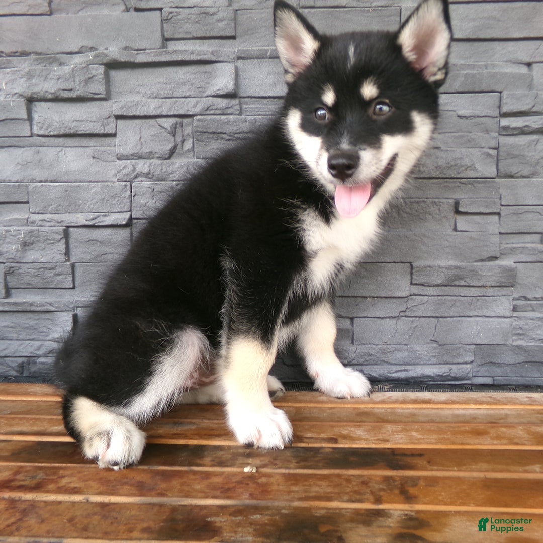 Pomsky dogs for sale: Sammy - Image 7