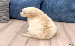  dogs for sale: Mini Goldendoodle 5 puppies - Image 20