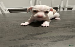 Chihuahua dogs for sale: Rambo - Image 6