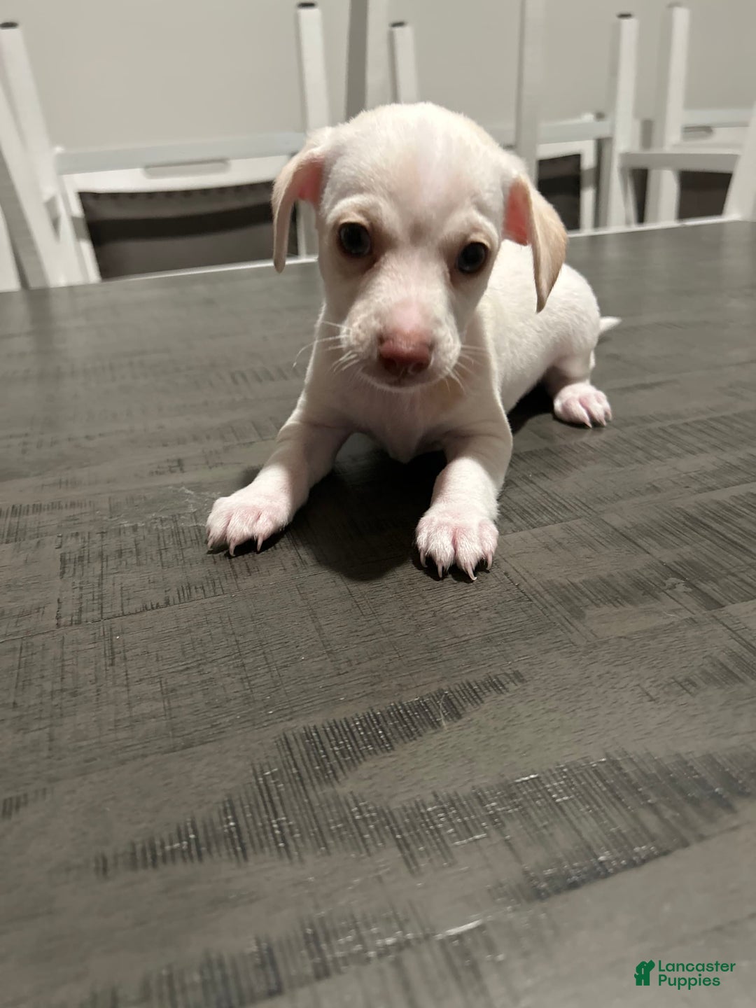 Chihuahua dogs for sale: Rambo - Image 6