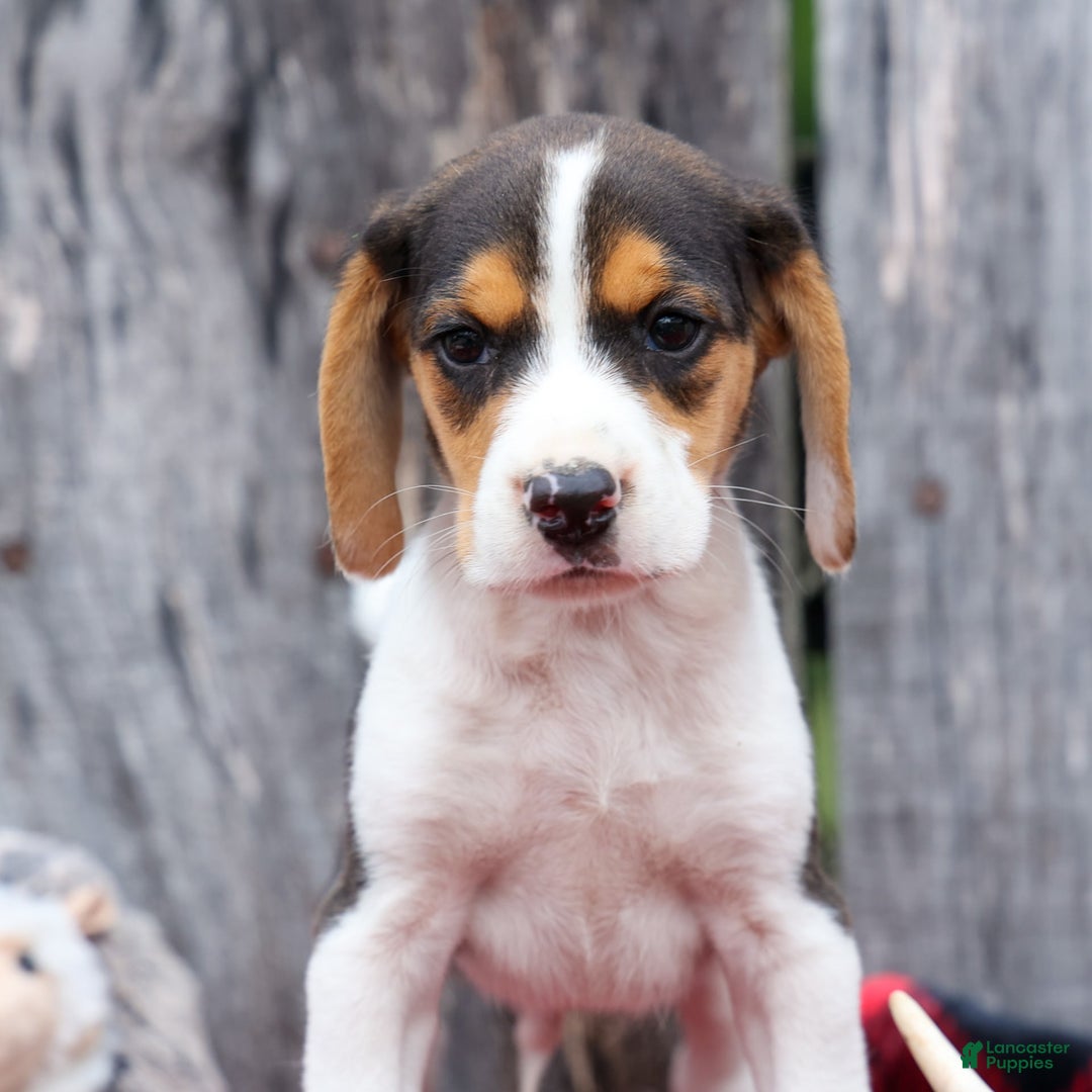 Beagle dogs for sale: Kit Kat - Image 4