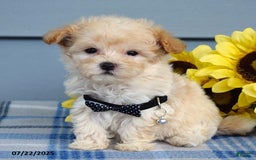 Maltipoo dogs for sale: Nevin - Image 5