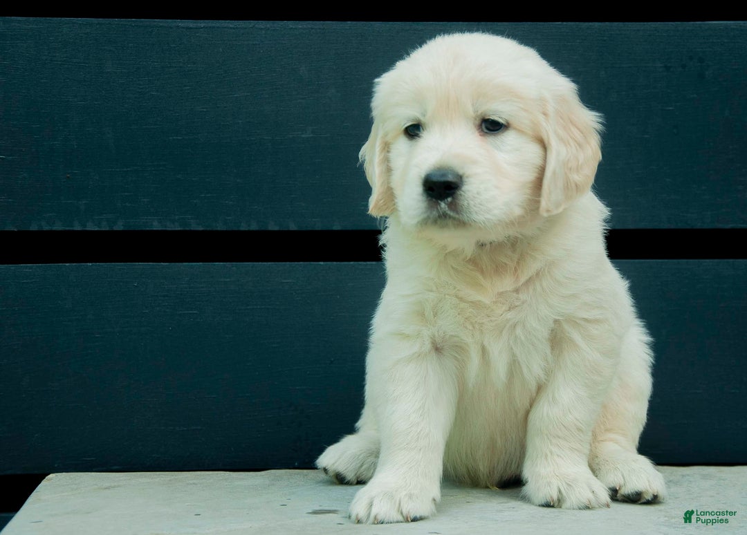 Golden Retriever dogs for sale: Powder Aka Purple - Image 1