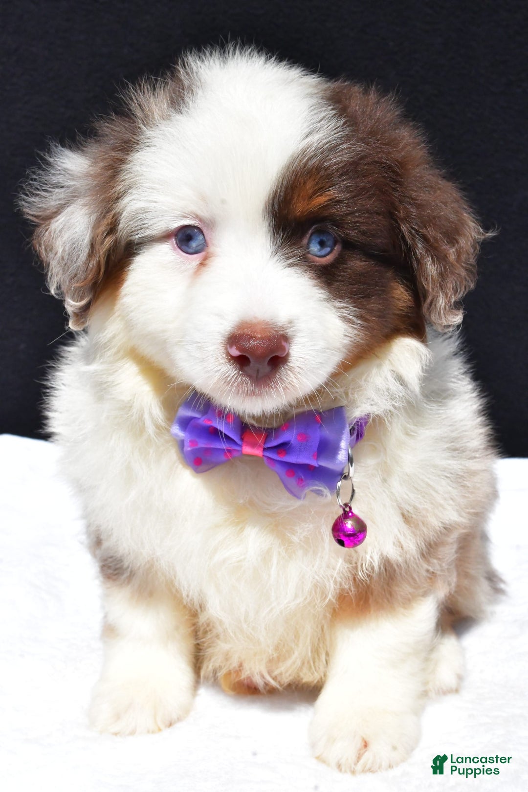 Miniature Australian Shepherd dogs for sale: June - Image 2