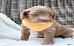 Goldendoodle dogs for sale: Lewis - Image 6