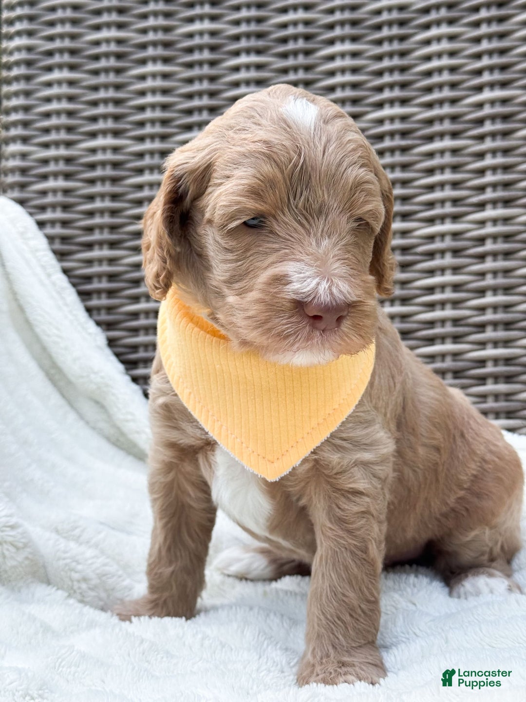 Goldendoodle dogs for sale: Lewis - Image 6