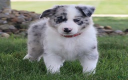 Border Collie dogs for sale: Diesel - Image 5