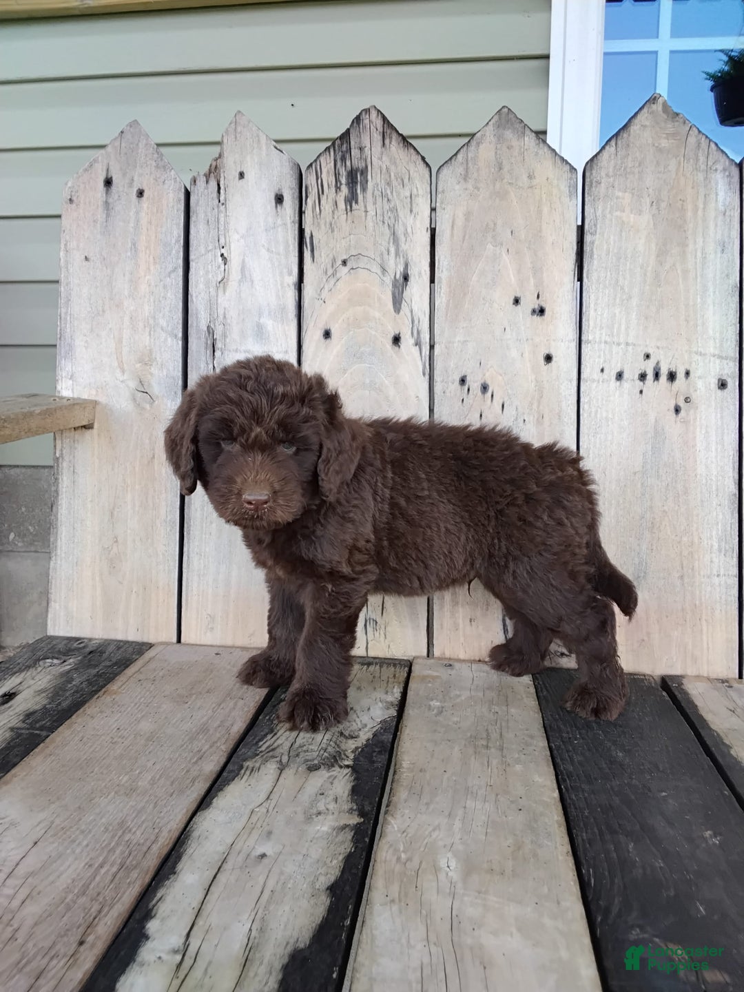 Newfypoo dogs for sale: Nickel - Image 7