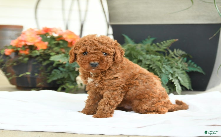 Mini Goldendoodle dogs for sale - Ad 2