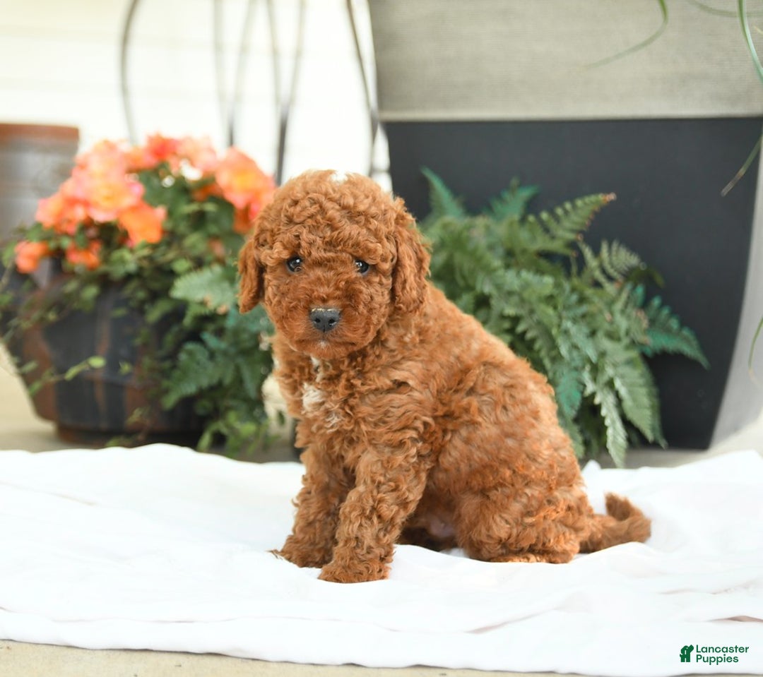 Mini Goldendoodle dogs for sale: Gulliver - Image 1