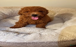 Toy Poodle dogs for sale: Toy Poodle 2 puppies - Image 2