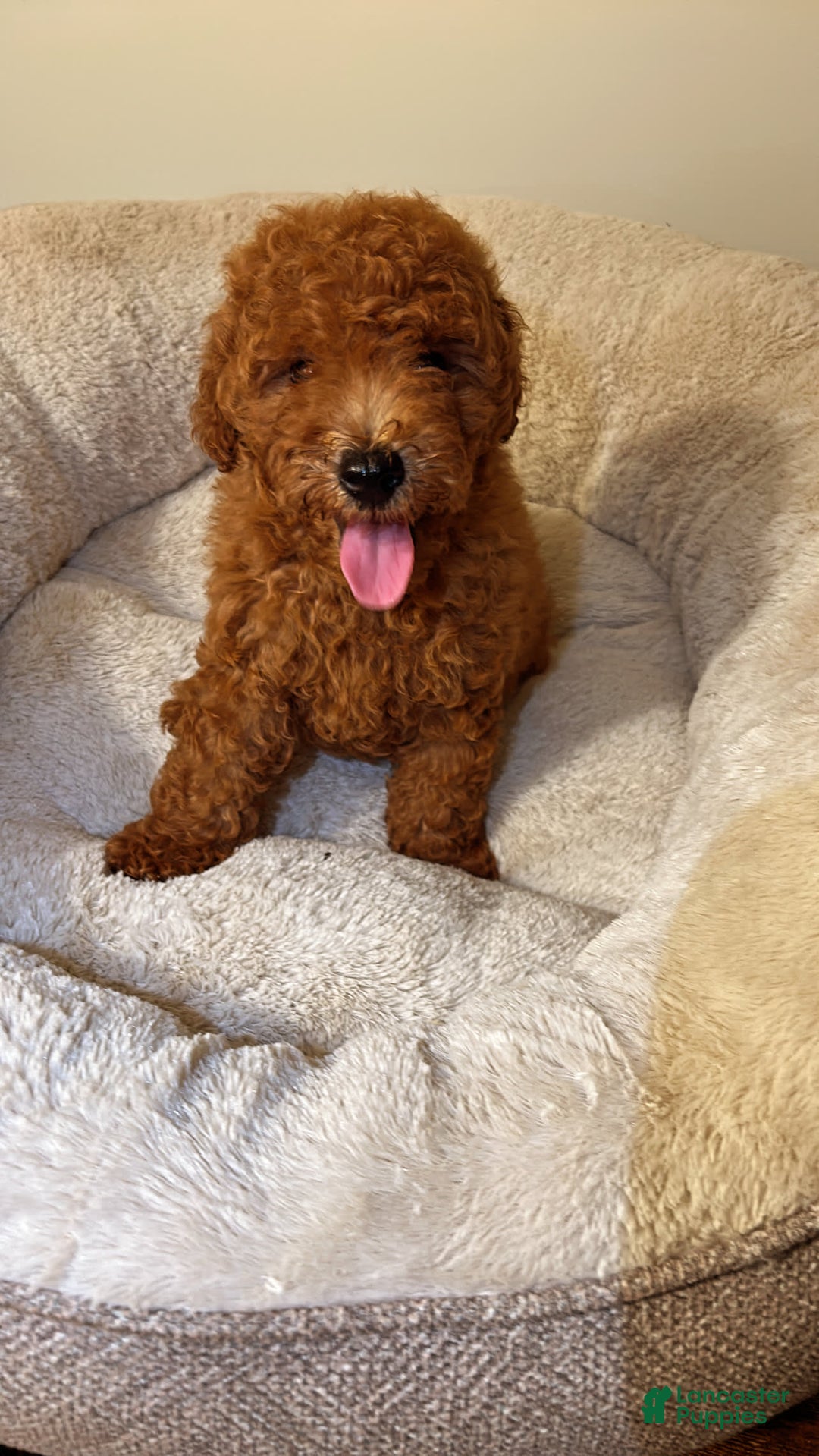 Toy Poodle dogs for sale: Toy Poodle 2 puppies - Image 2