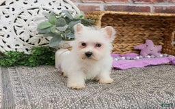West Highland Terrier dogs for sale: Dominique - Image 3