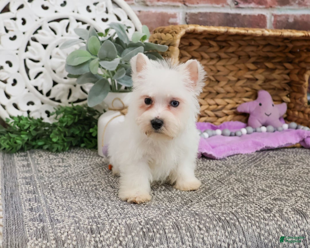 West Highland Terrier dogs for sale: Dominique - Image 3