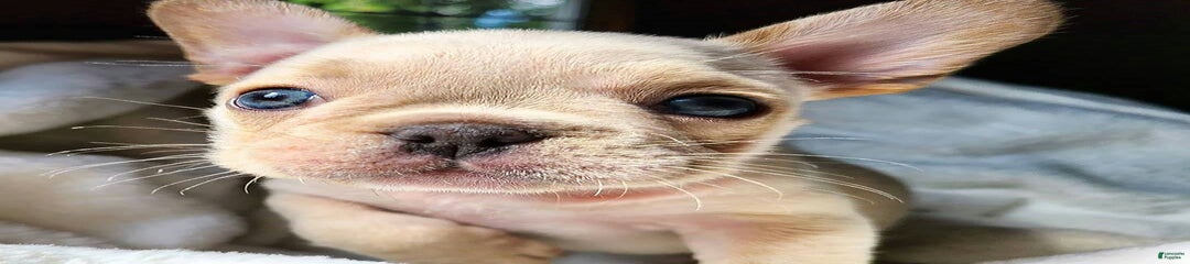 Robert
