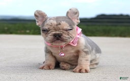 French Bulldog dogs for sale: Anya - Image 6