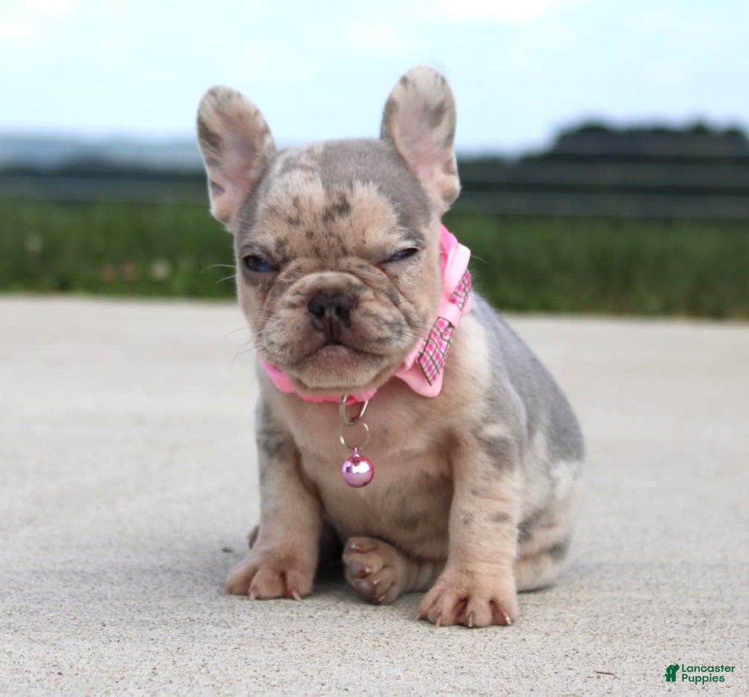 French Bulldog dogs for sale: Anya - Image 6