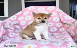 Shiba Inu dogs for sale: Mae - Image 1
