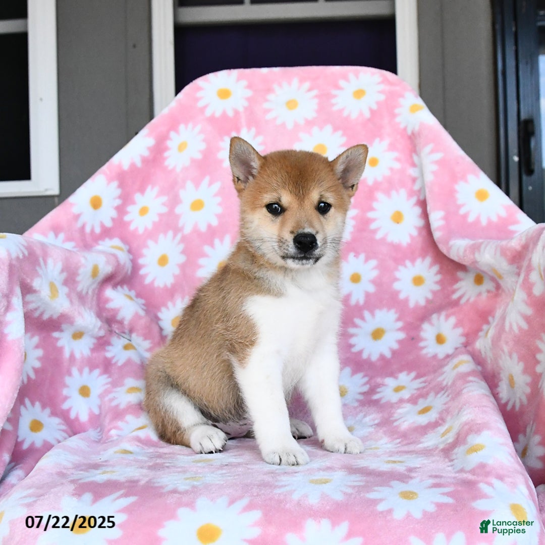 Shiba Inu dogs for sale: Mae - Image 1