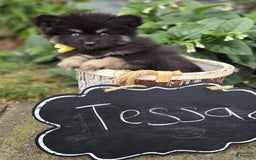 Pomsky dogs for sale: Tessa - Image 2