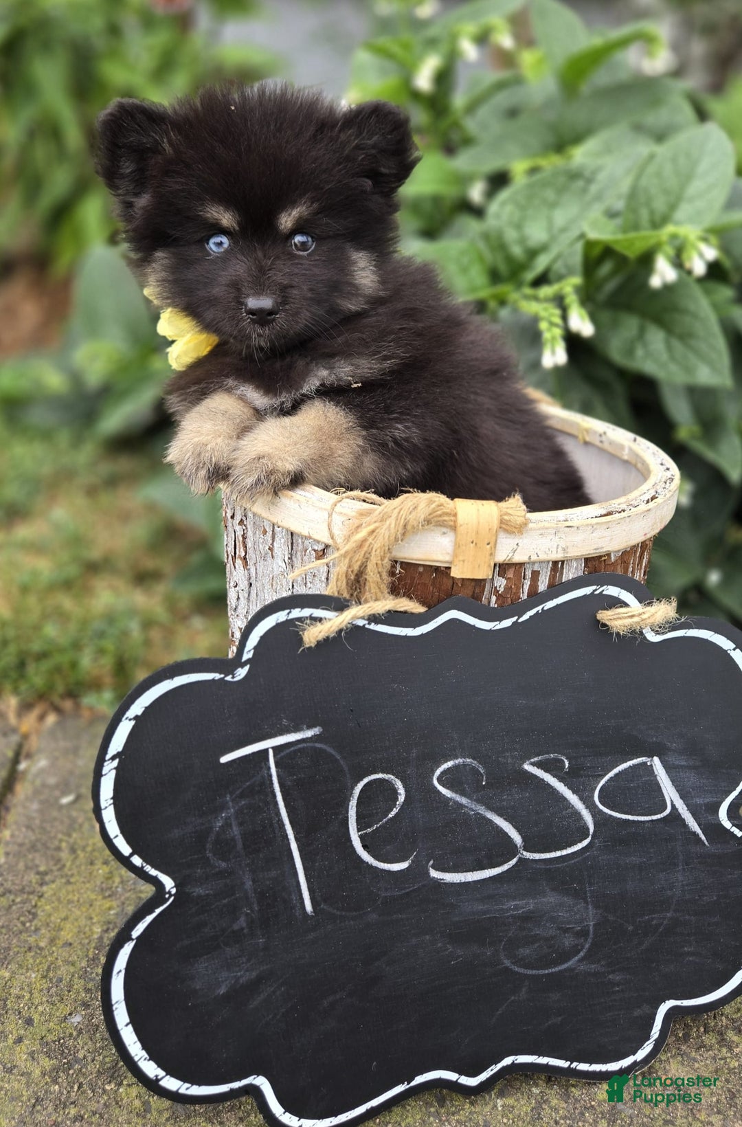 Pomsky dogs for sale: Tessa - Image 2