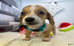 Miniature Dachshund dogs for sale: Jesse - Image 11