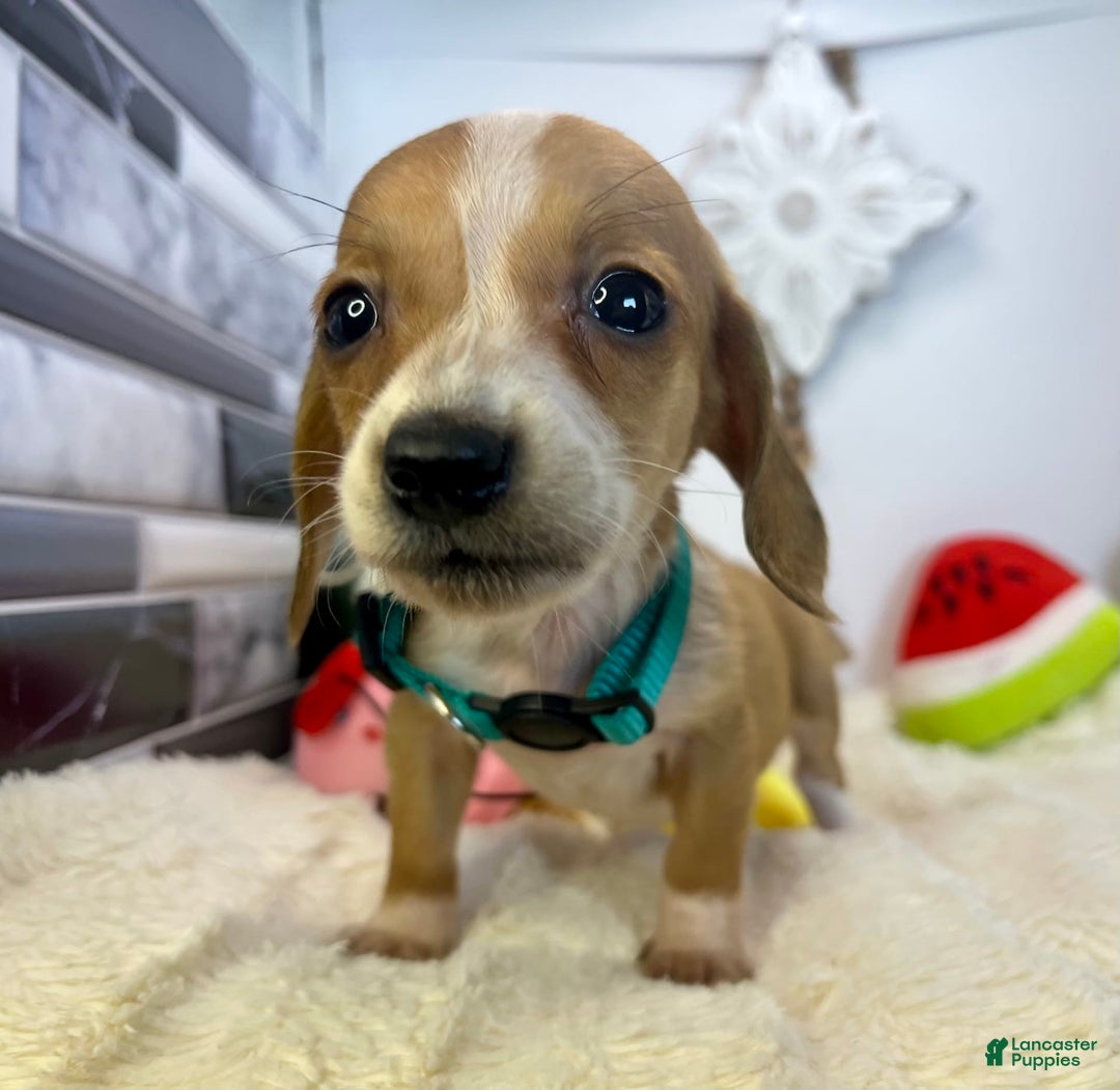 Miniature Dachshund dogs for sale: Jesse - Image 11