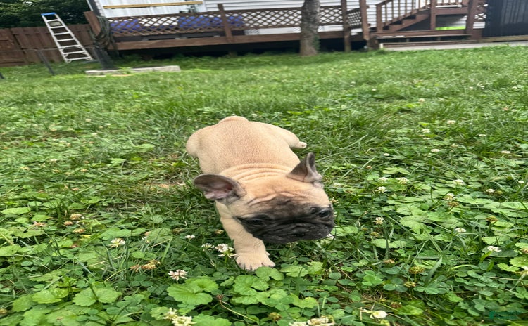 French Bulldog dogs for sale - Ad 1