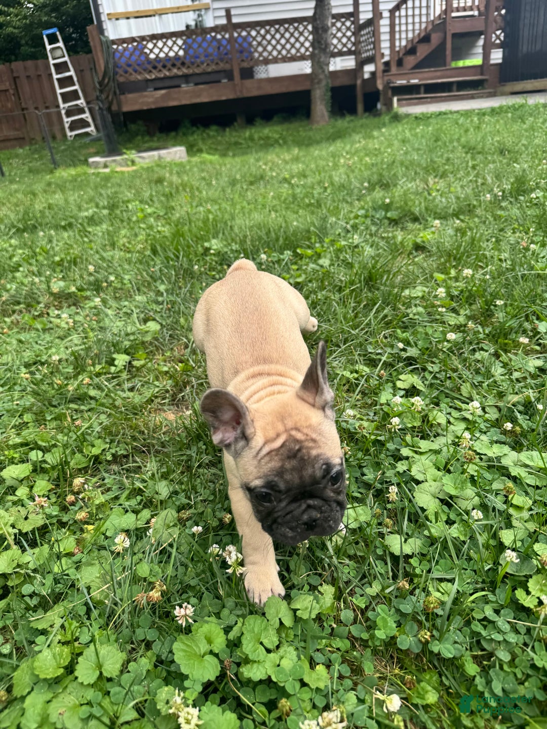French Bulldog dogs for sale: Chester - Image 1